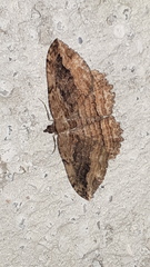 Philereme transversata