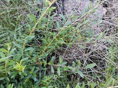 Salix repens
