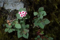 Spiraea morrisonicola