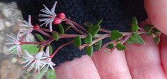 Leionema hillebrandii