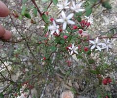 Leionema hillebrandii