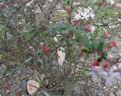 Leionema hillebrandii