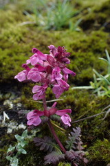 Pedicularis refracta transmorrisonensis