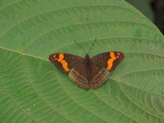 Adelpha lamasi