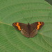 Adelpha lamasi - Photo (c) Lepidoptera Colombiana 🇨🇴, algunos derechos reservados (CC BY-NC), subido por Lepidoptera Colombiana 🇨🇴