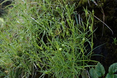 Silene morrisonmontana