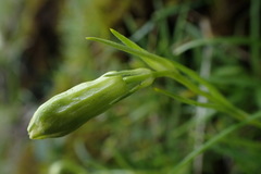 Silene morrisonmontana