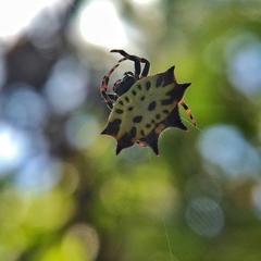 Gasteracantha rubrospinis
