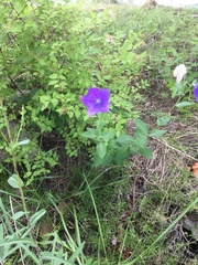 Platycodon