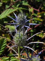 Eryngium tenue