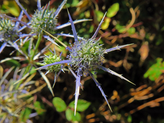 Eryngium tenue