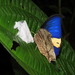 Consul panariste pandrosa - Photo (c) Lepidoptera Colombiana 🇨🇴, algunos derechos reservados (CC BY-NC), subido por Lepidoptera Colombiana 🇨🇴