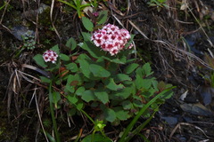 Spiraea morrisonicola