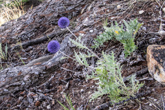 Echinops latifolius