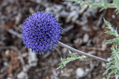 Echinops latifolius