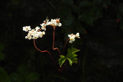 Filipendula kiraishiensis