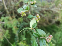Cotoneaster dielsianus