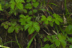 Filipendula kiraishiensis