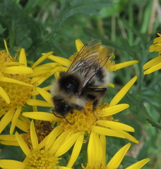 Bombus jonellus