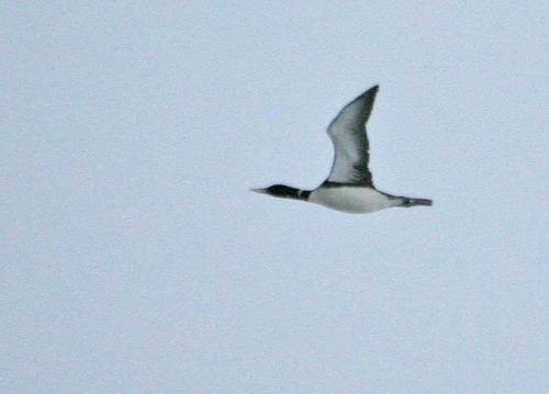 Yellow-billed Loon