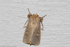 Leucania pseudargyria