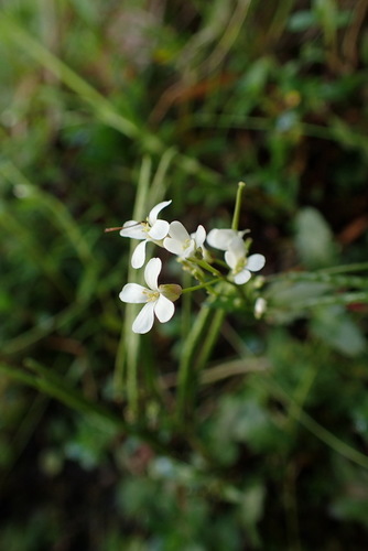 Arabis serrata iNat (2)