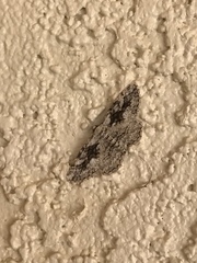 Neoalcis californiaria