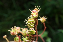 Filipendula kiraishiensis