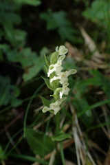 Platanthera brevicalcarata