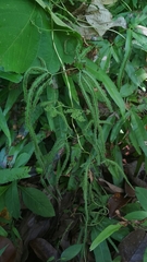 Lygodium longifolium