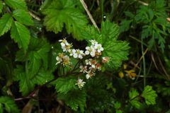 Filipendula kiraishiensis