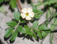 Kallstroemia rosei