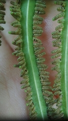 Lygodium longifolium