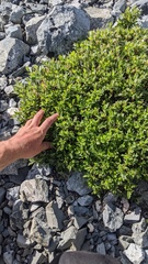 Salix cascadensis