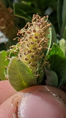 Salix cascadensis