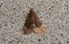 Hypena abalienalis