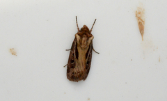 Agrotis vancouverensis