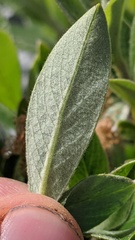 Salix cascadensis