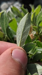 Salix cascadensis