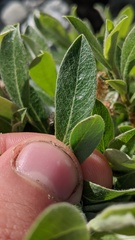Salix cascadensis