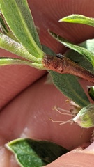 Salix cascadensis