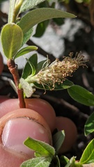 Salix cascadensis