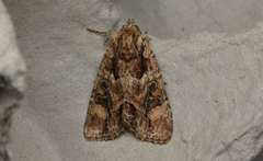 Aseptis binotata
