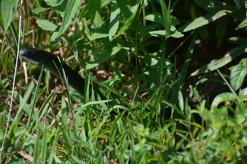 Northern Black Racer From Cromwell Valley Hampton MD USA On July 21 