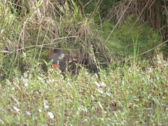 Rallus semiplumbeus