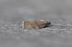 Argyrotaenia juglandana