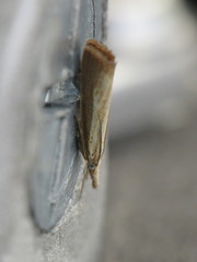 Agriphila straminella