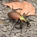 Carabus smaragdinus - Photo (c) clurarit, some rights reserved (CC BY-NC-SA), uploaded by clurarit
