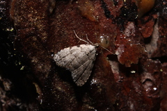 Dyspyralis puncticosta