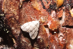 Dyspyralis puncticosta